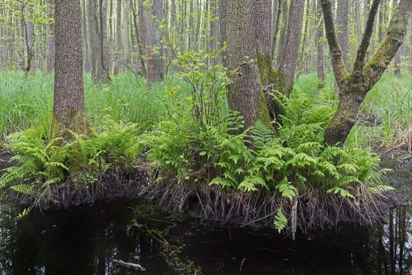 Alder carr showing European alder