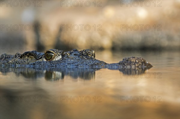 Nile crocodile