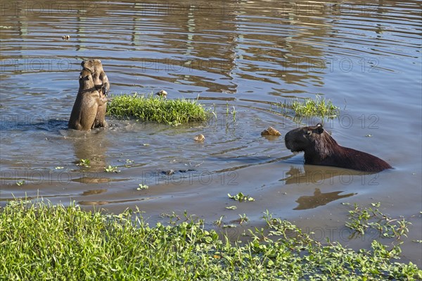 Capybara