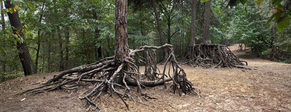Exposed roots of Scots Pine