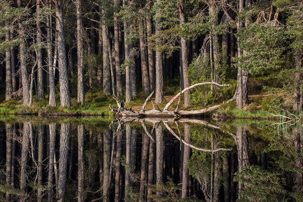 Scots pine trees on the shore of Loch Garten
