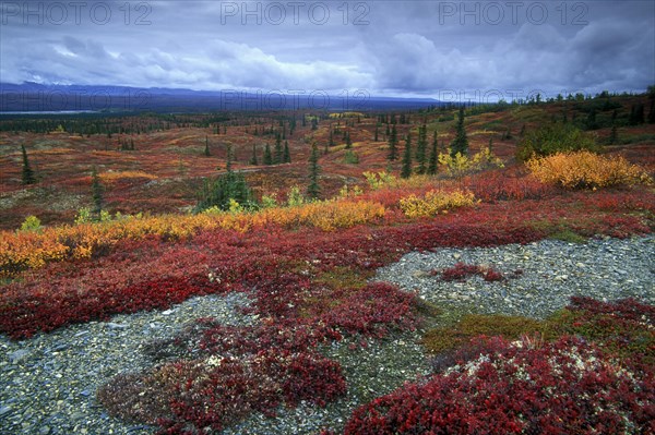 Tundra showing its autumn colours