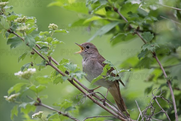 Singing common nightingale