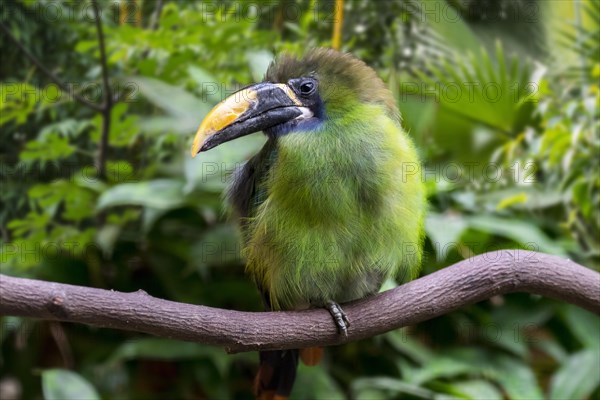 Blue-throated toucanet