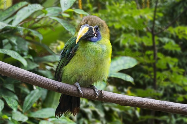 Blue-throated toucanet