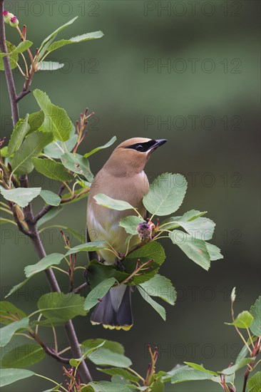 Cedar waxwing