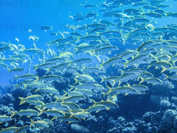 Shoal of yellow snapper fish