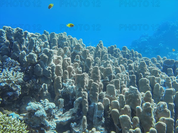 Large hard corals