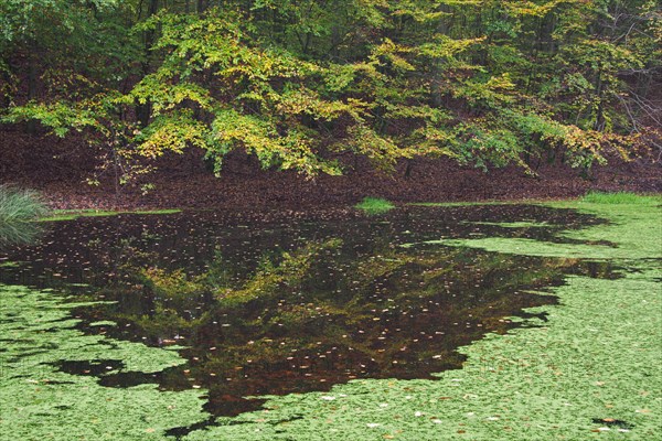 Pond covered in duckweed in beech forest in autumn