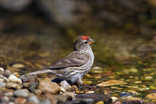 Common redpoll