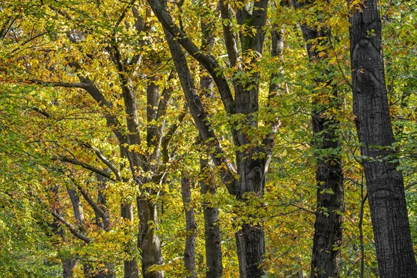 Beech and oak trees showing foliage in autumn colours in forest
