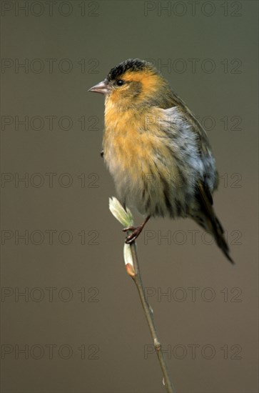 European Siskin