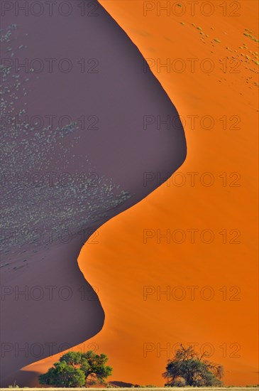 Trees in front of red sand dune of the Sossusvlei