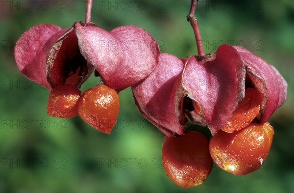 European spindle