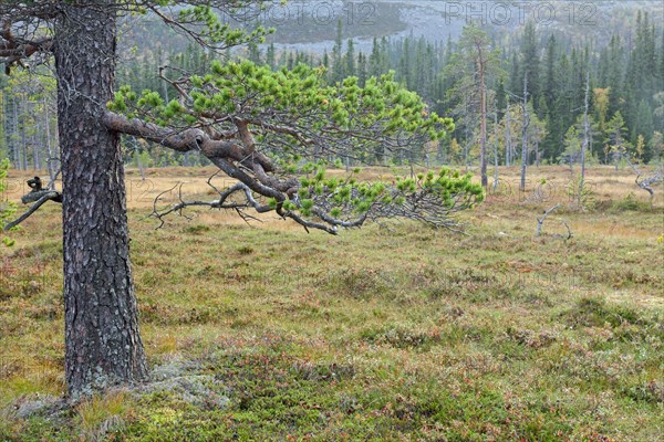 Old Scots pine