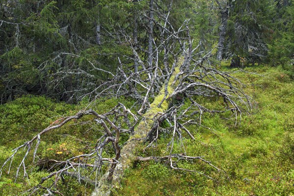 Fallen tree trunk left to rot in old-growth forest