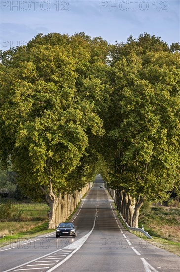 Plane trees