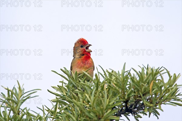 Common rosefinch