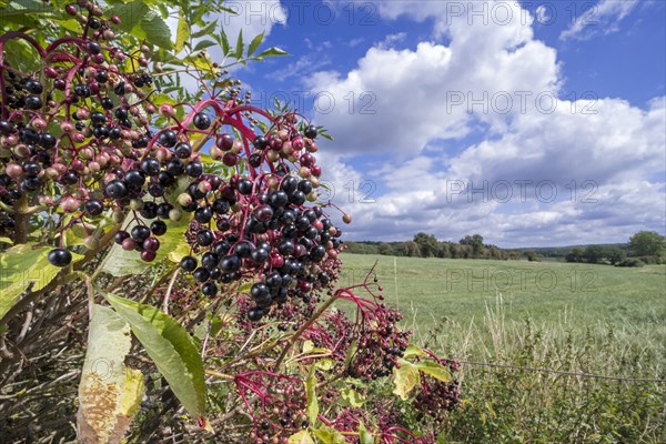 European elder