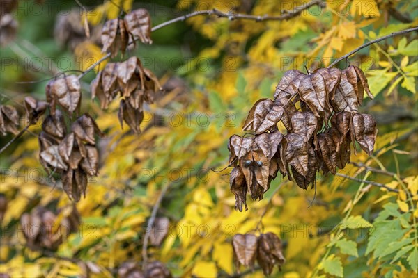 Seed pods and leaves of goldenrain tree