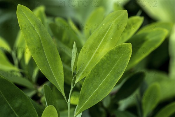 Amazonian coca