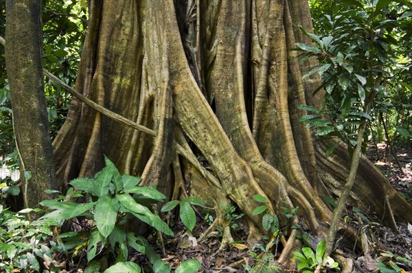 Buttress roots of fig tree