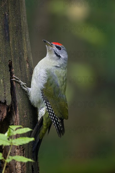 Grey-headed woodpecker