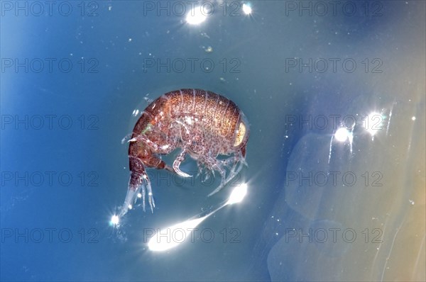 A hyperiid amphipod