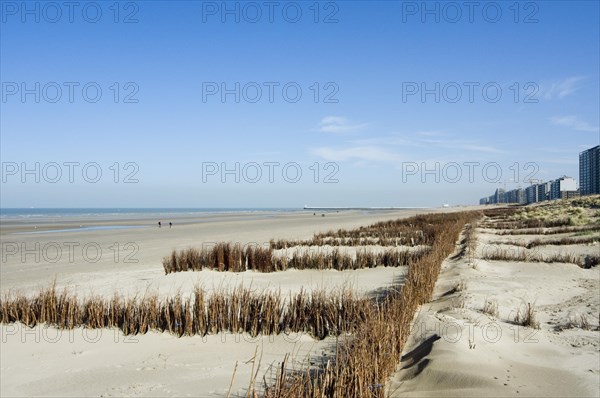 Osier in the dunes along the North Sea coast