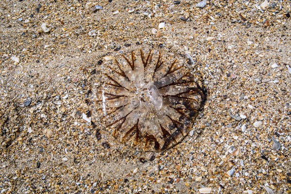 Compass jellyfish