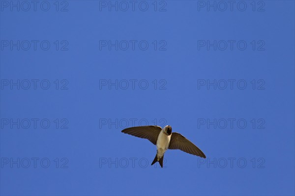 Common House Martin