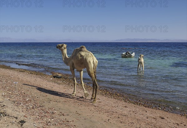 Camels as mounts for tourists