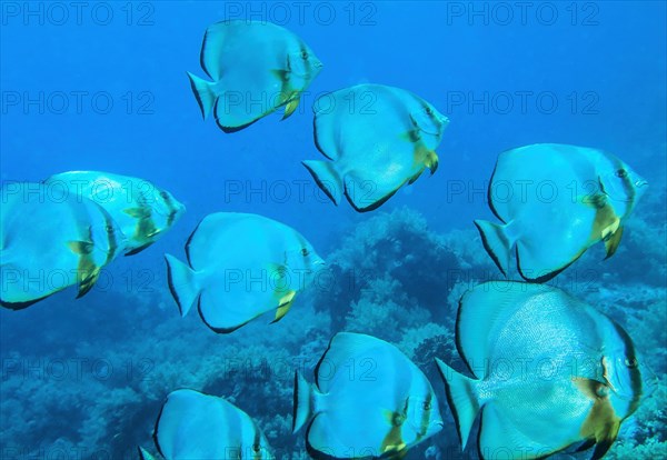 Shoal of longfin batfish