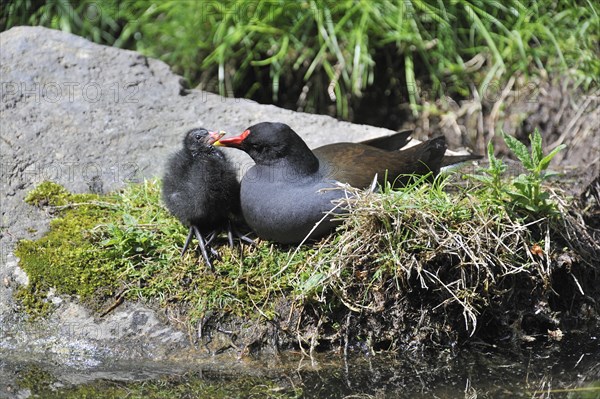 Common Moorhen