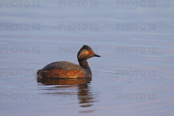 Black-necked grebe