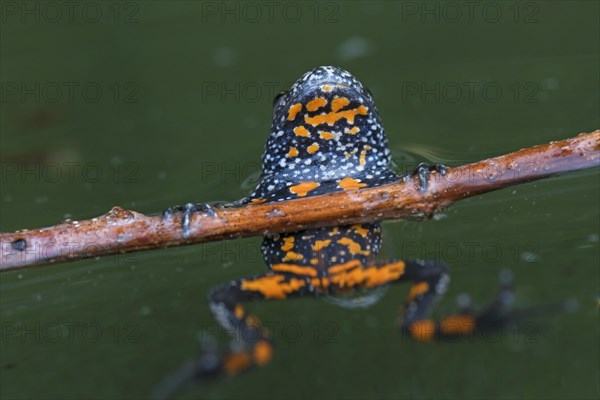 European fire-bellied toad