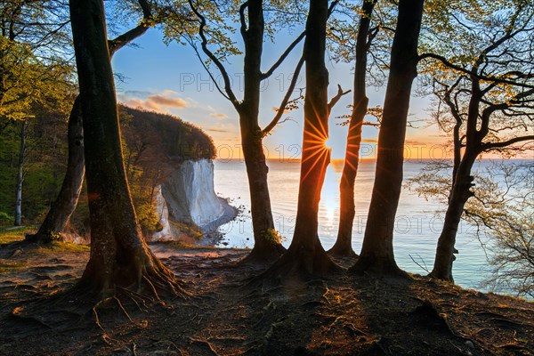 Beech trees on edge of eroded white chalk cliff in Jasmund National Park on Rugen Island in the Baltic Sea