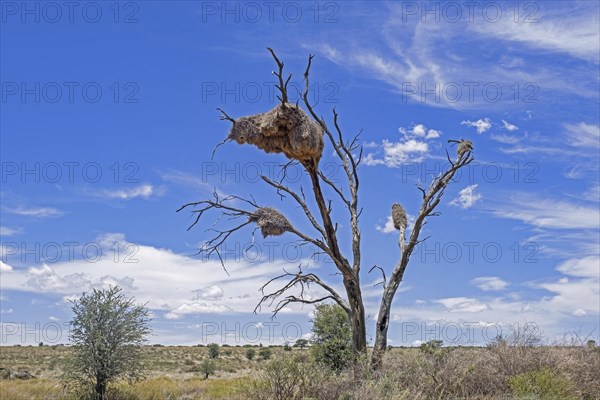 Sociable weaver