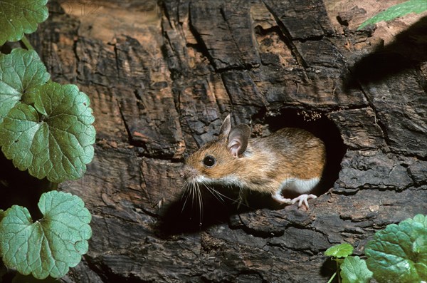 European wood mouse