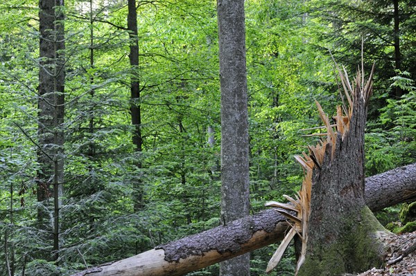 Broken tree trunk