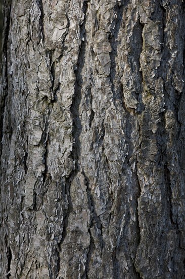 European black pine