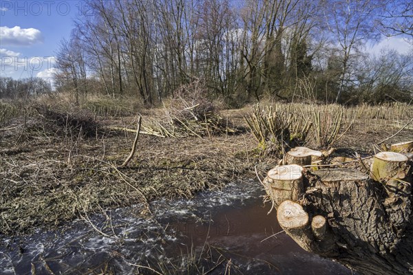 Trimmed willow trees and bundles of cut wood