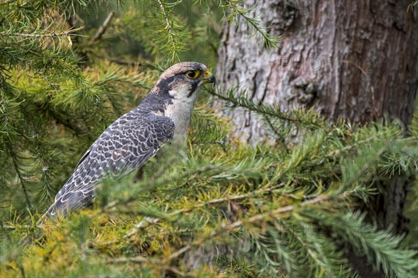 Lanner falcon