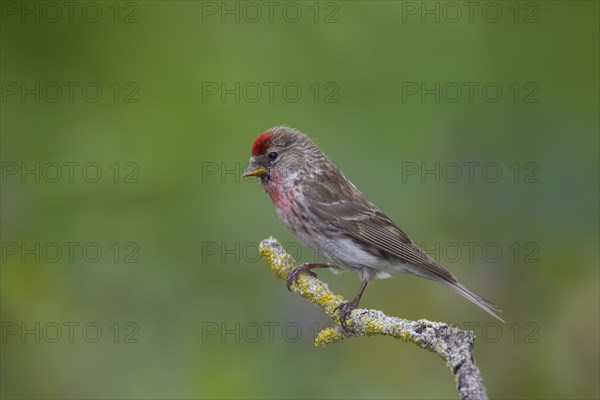 Common redpoll