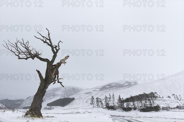 Solitary dead tree along River Findhorn in the snow in winter in the Strathdearn valley