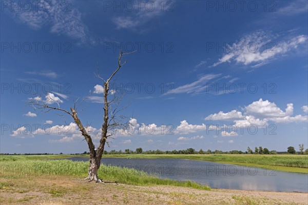 Dead tree trunk on bank of tributary stream of the river Oder at Oderbruch