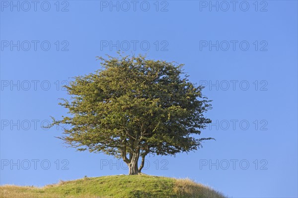 Solitary common hawthorn