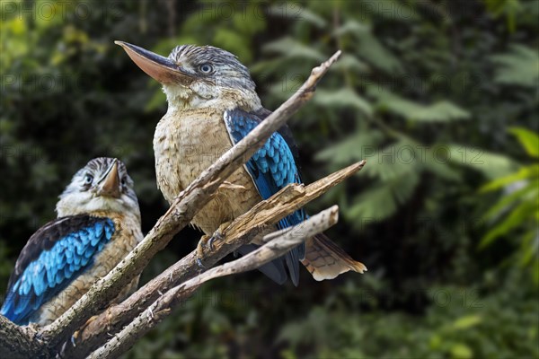 Blue-winged kookaburra