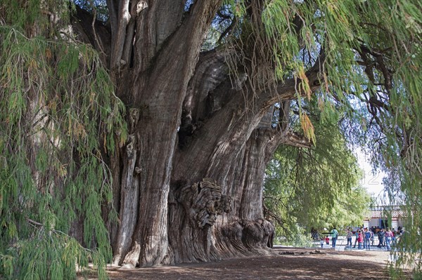 Tule Tree