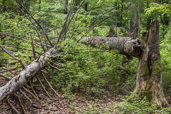 Storm damage in forest showing broken tree trunks